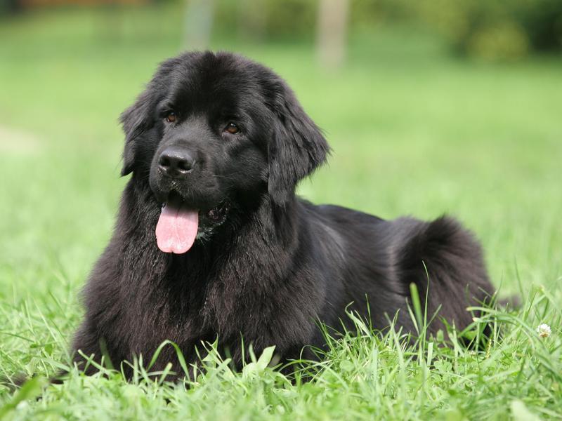 Newfoundlands have a love for children and hanging out with their crew.