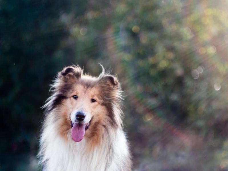 Collies are regarded as the smartest of all dog breeds.