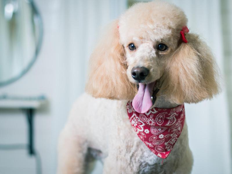 The standard poodle is obedient and clever.
