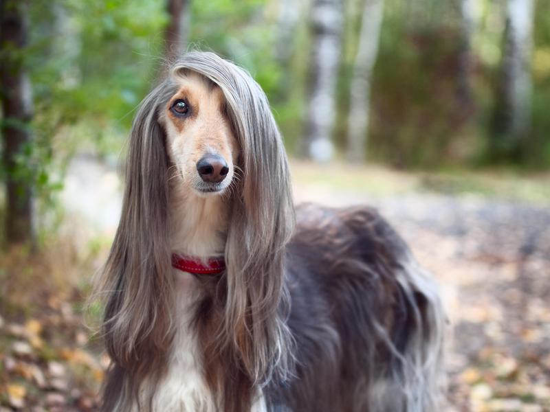 Afghan hounds prefer family over strangers but are completely loving and loyal to those they love.