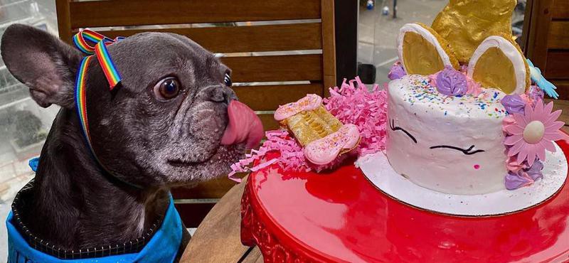 British Bulldog Cake | Bulldog cake, Dog cakes, Dog birthday cake