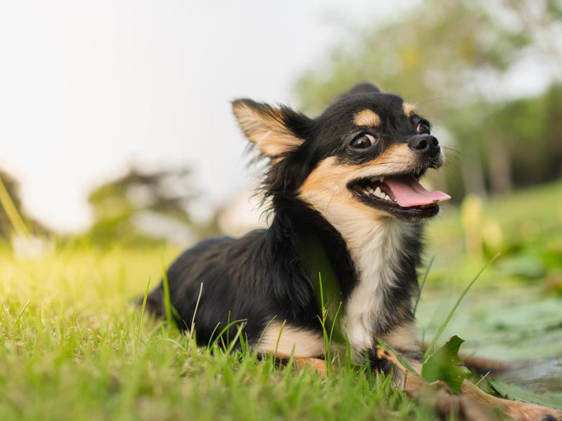 small working dog breeds