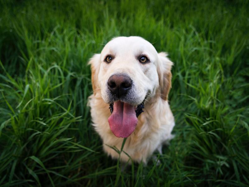 Golden retrievers are the quintessential family dog.
