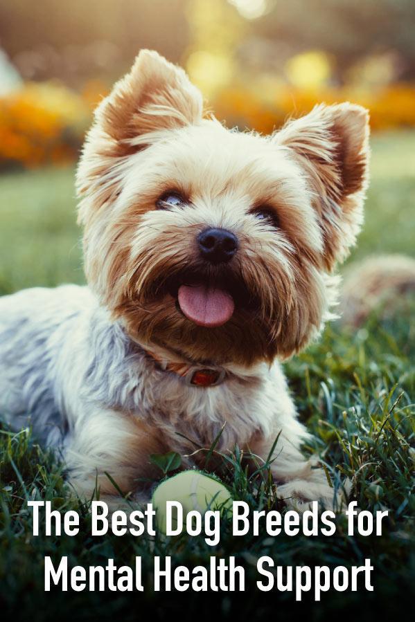 best dogs for kids with anxiety