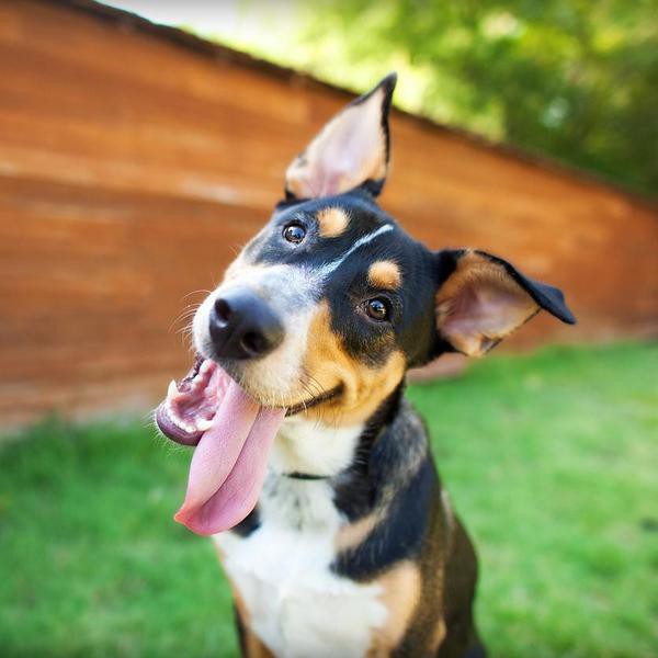 How to Interpret the Most Common Dog Signals
