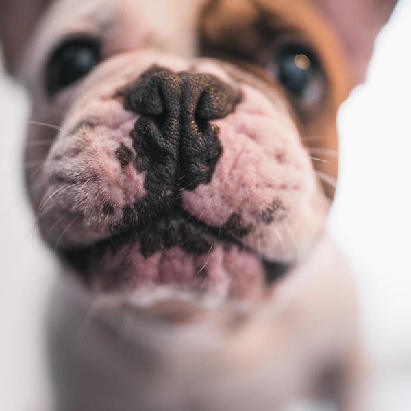 100+ Cute Dog Captions for Insta
