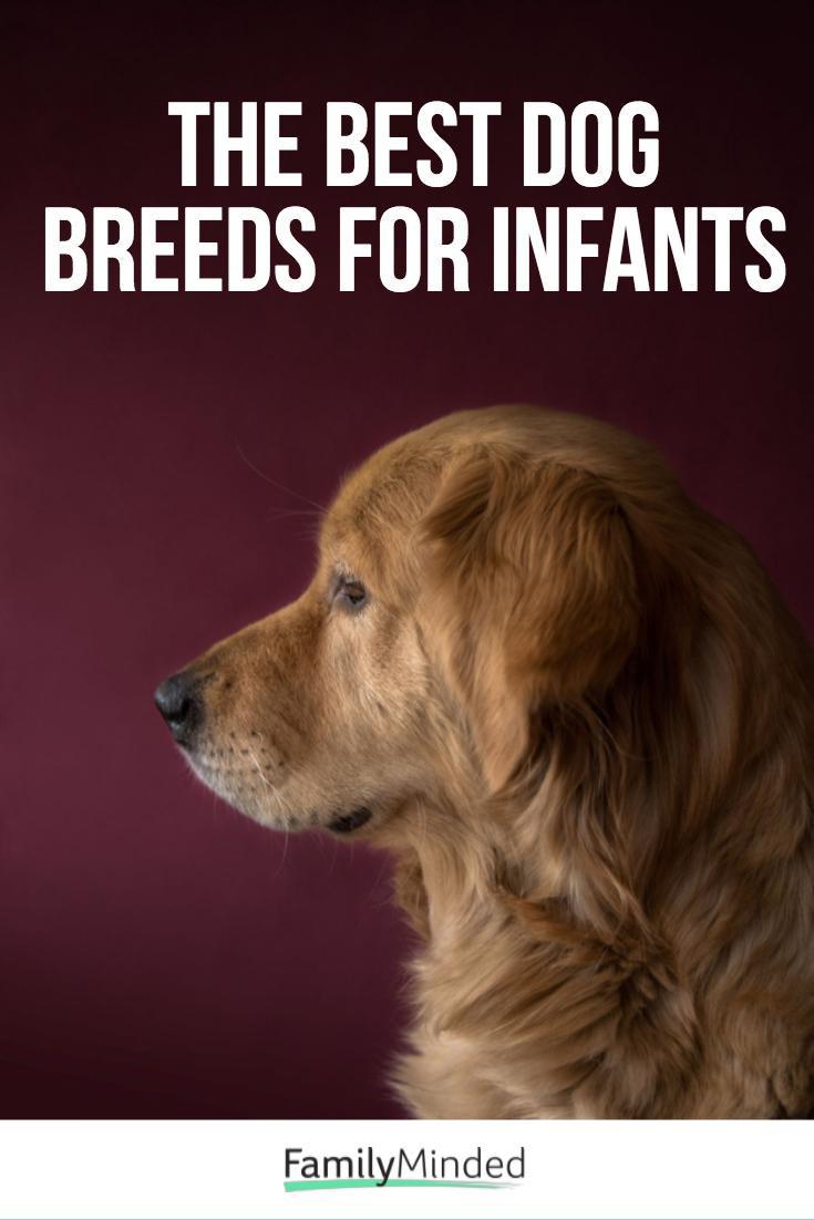 dog breeds good with babies