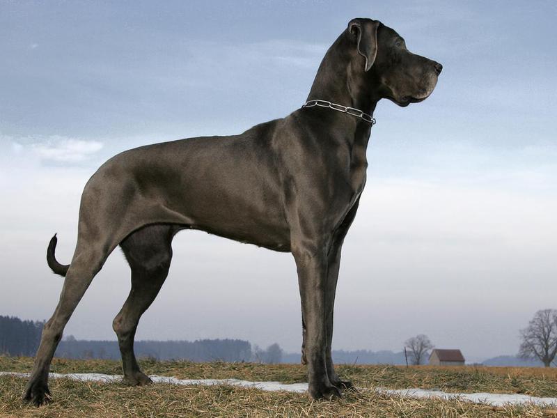 Great Danes make ideal family pets.