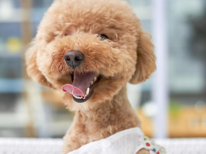 Poodles are highly intelligent and trainable, and they adapt to boundaries and expectations.