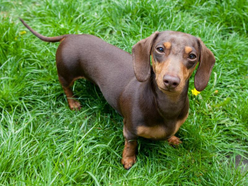 Dachshunds are small but mighty family dogs.