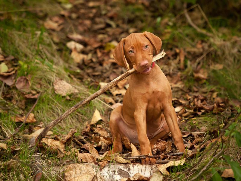 The vizsla will get its owner outside to enjoy the fresh air.