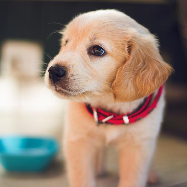 The Most Common Mistakes New Dog Owners Make