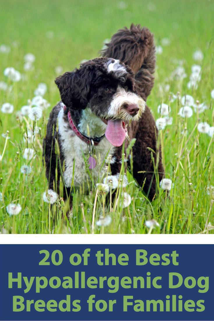 best small hypoallergenic dogs for kids