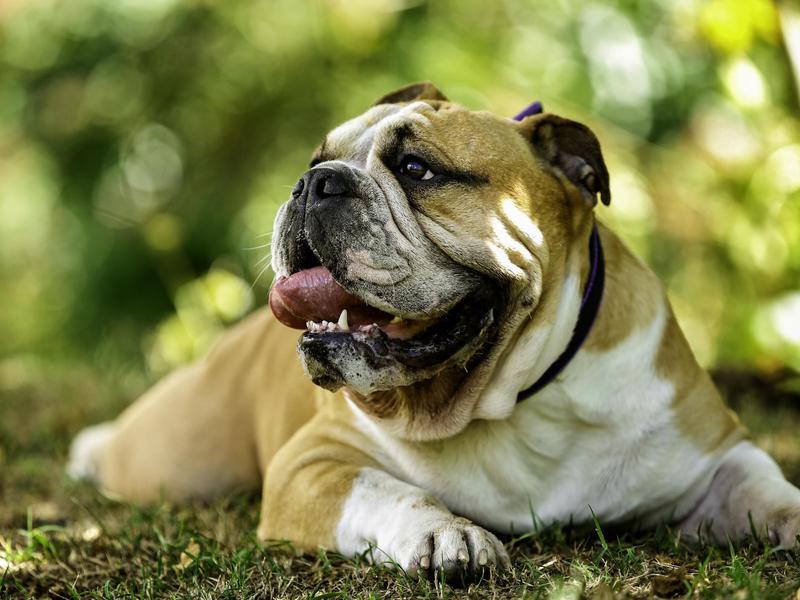 English bulldogs are low key and calm.