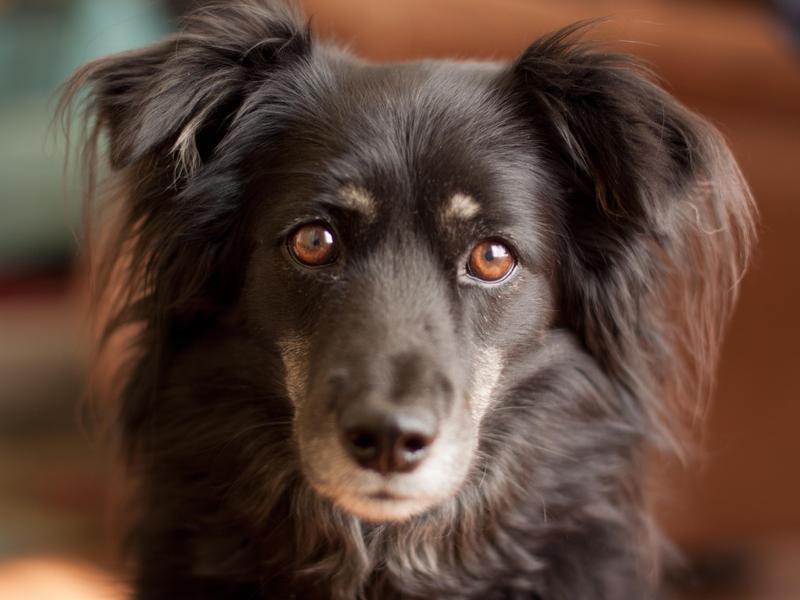 Mutts can take on all sorts of positive traits from all the breeds in their mix.