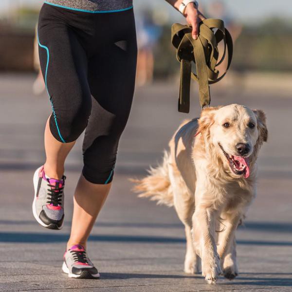 24 Dog Breeds That Will Love to Join You on a Run
