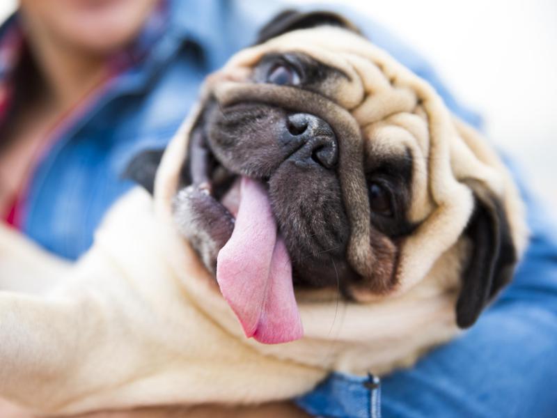 Pugs have a certain grin that will make anyone smile.