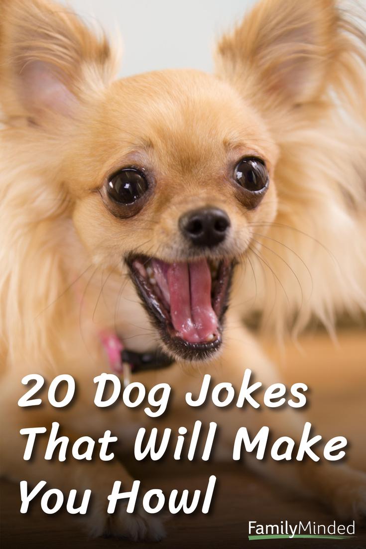 CocaCola Celebritate oală  40 Funny Dog Jokes That Will Make You Howl | FamilyMinded