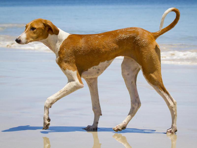 Longest Living Dog Breed Chart
